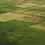 Vista aérea de campos agrícolas em diferentes tonalidades, com vacas pastando entre as áreas de cultivo.
