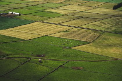 Vista aérea de campos agrícolas em diferentes tonalidades, com vacas pastando entre as áreas de cultivo.
